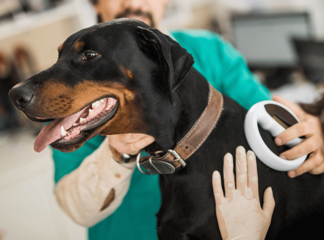 Pet Microchipping vet scaning microchip device of black dog