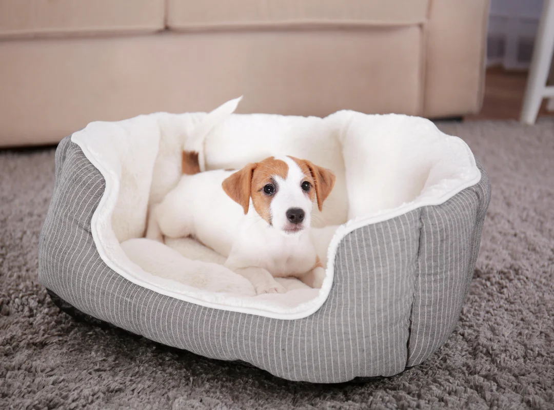 A dog comfortably resting in a bed, A dog comfortably resting in a bed
